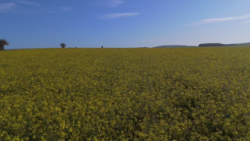 Vibrant rapeseed field in full bloom stretching across the rolling countryside of the United Kingdom in spring. Bright yellow flowers create a striking contrast against the lush green landscape and soft blue sky, capturing the essence of rural tranquility and seasonal renewal. Scenic agricultural landscape with natural light, showcasing the beauty of British farmland during peak flowering season.