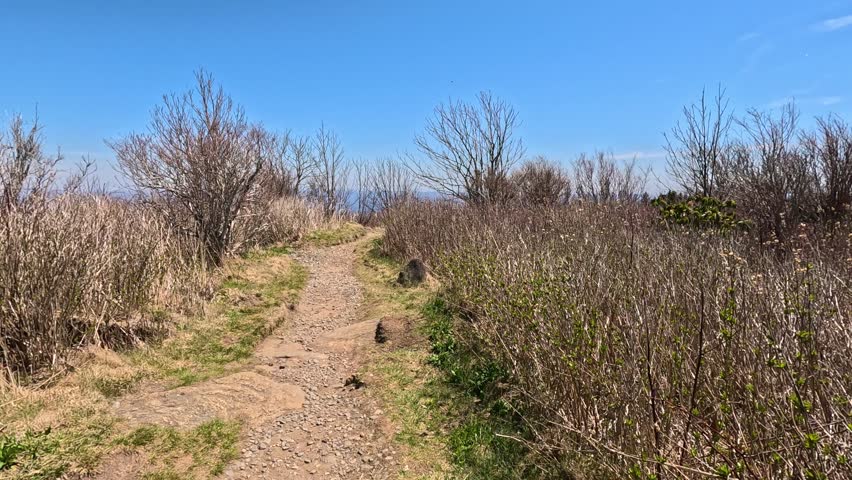 Walking along the Art Loeb Trail in Pisgah National Forest in North Carolina, April 2026