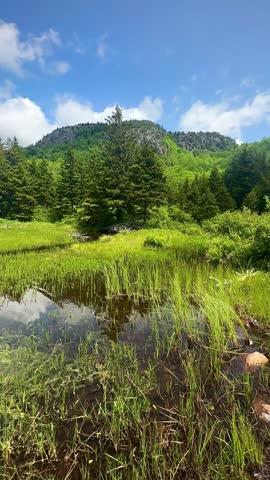 Jordan Pond Marsh View with Granite Mountain Backdrop (Acadia National Park, Maine, USA)