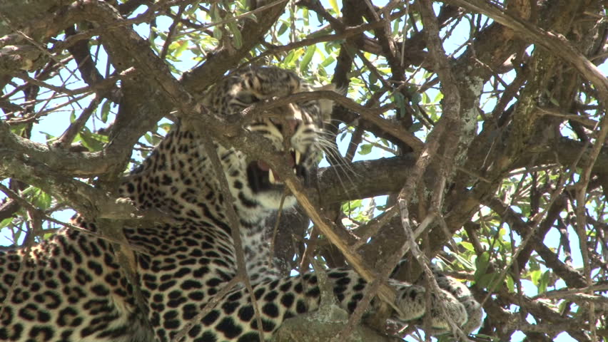 A very angry leopard on a brunch