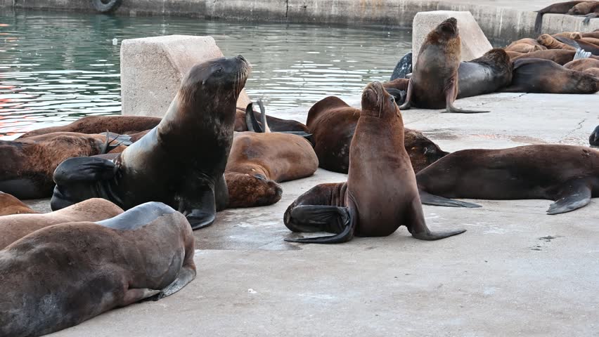 Sea lion on the Atlantic Ocean shore, Sea lion on the Atlantic Ocean shore, Sea lions lounging together on sunny concrete surface