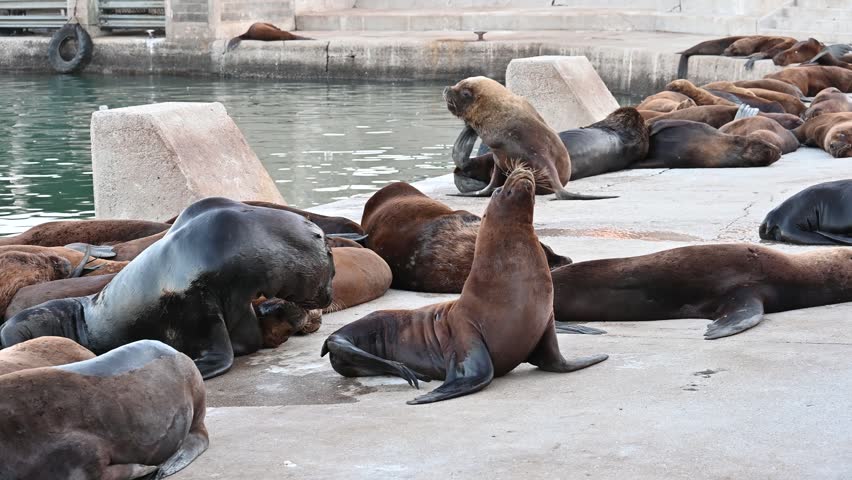 Sea lion on the Atlantic Ocean shore, Sea lion on the Atlantic Ocean shore, Sea lions lounging together on sunny concrete surface