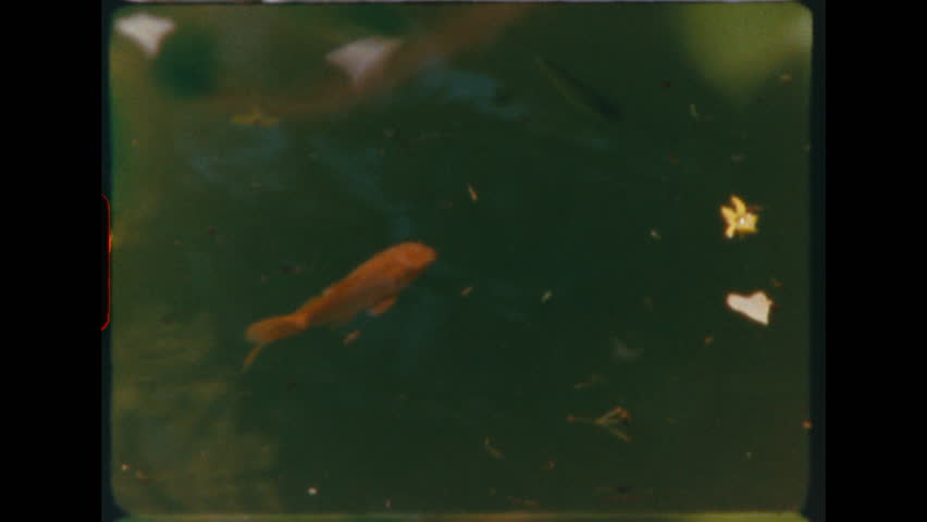 Orange goldfish swimming in dark green pond water with small heart-shaped leaf floating on surface, shot on 8mm film with characteristic grain and deep green color cast