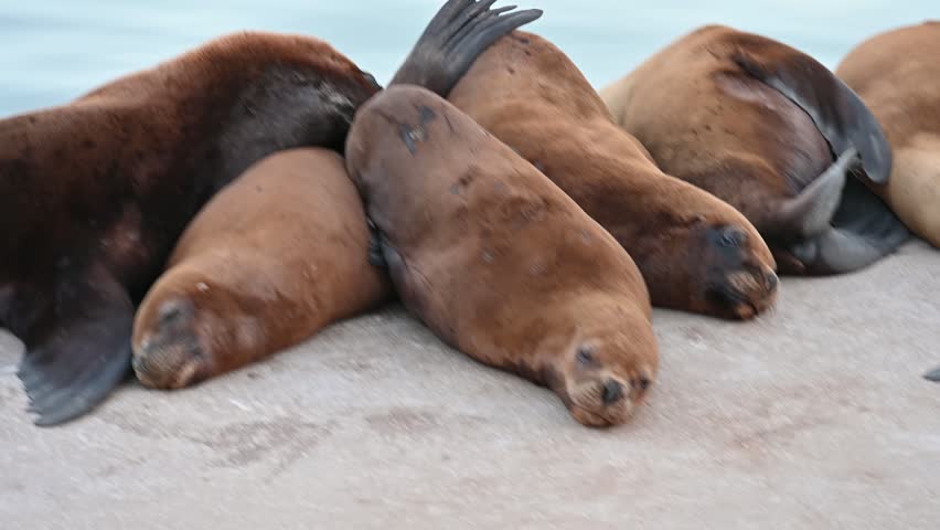 Sea lion on the Atlantic Ocean shore, Sea lion on the Atlantic Ocean shore, Sea lions lounging together on sunny concrete surface