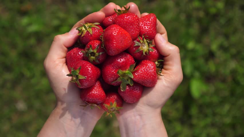 Top down view of a person holding a handful of ripe, fresh strawberries over a natural green grass background, representing healthy eating, organic farming, and the summer harvest season