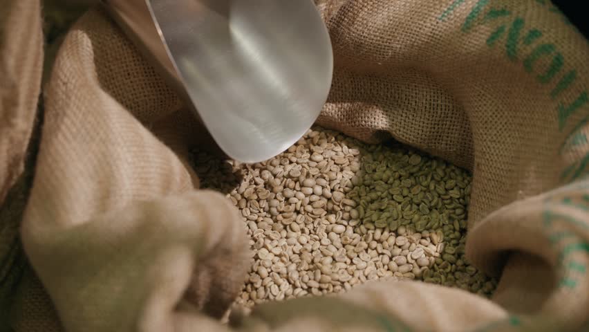 Top view scooping and pouring unroasted green coffee beans from burlap sack in warehouse.
