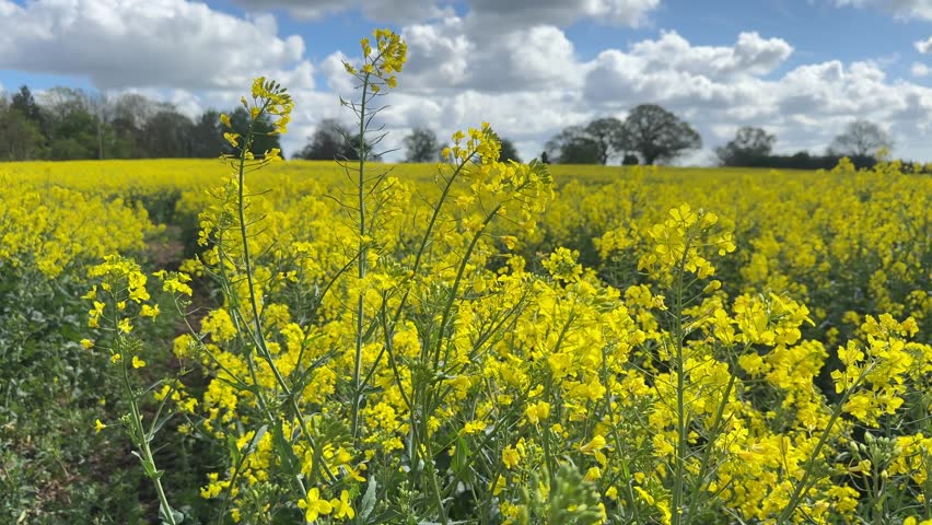 Vibrant yellow rapeseed fields bloom across the English countryside