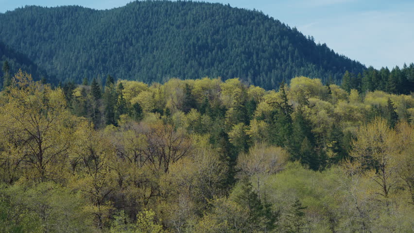 Mountain Ridge with Trees at Olympic National Park, Washington