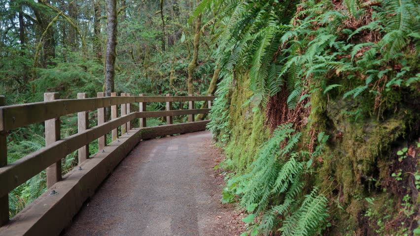 Hiking Path in Olympic National Park during Spring