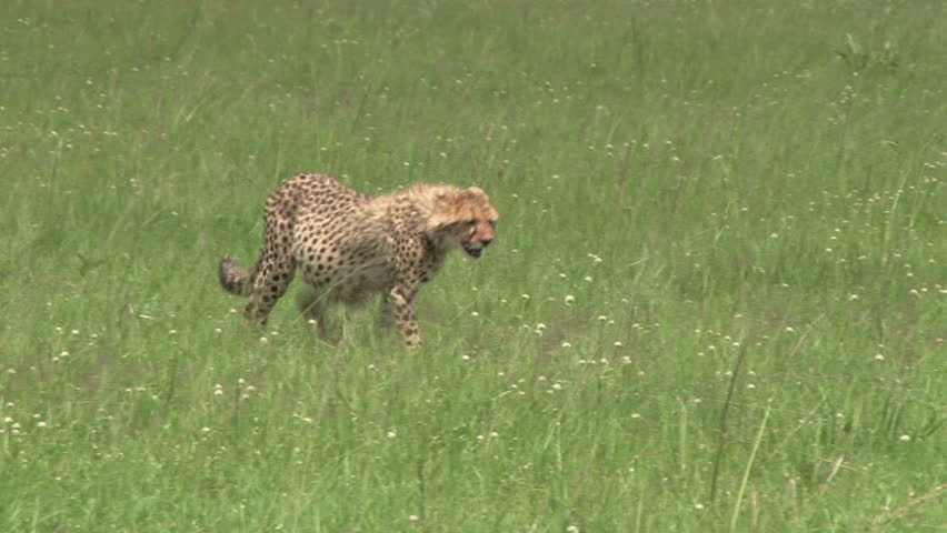 a very full stomach of the cheetah cub having eaten a gazelle