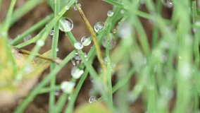  Close-up macro shot of crystal clear dewdrops on thin green grass blades after rain - Powered by Shutterstock - Get 15% off with code: PIKWIZARD15