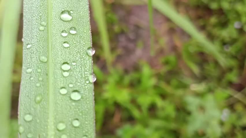 beautiful and aesthetic macro photo of dew droplets on leaves, with a blurred background, clear and fresh water droplets
