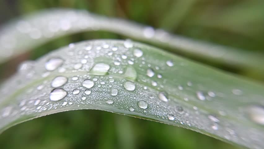 beautiful and aesthetic macro photo of dew droplets on leaves, with a blurred background, clear and fresh water droplets