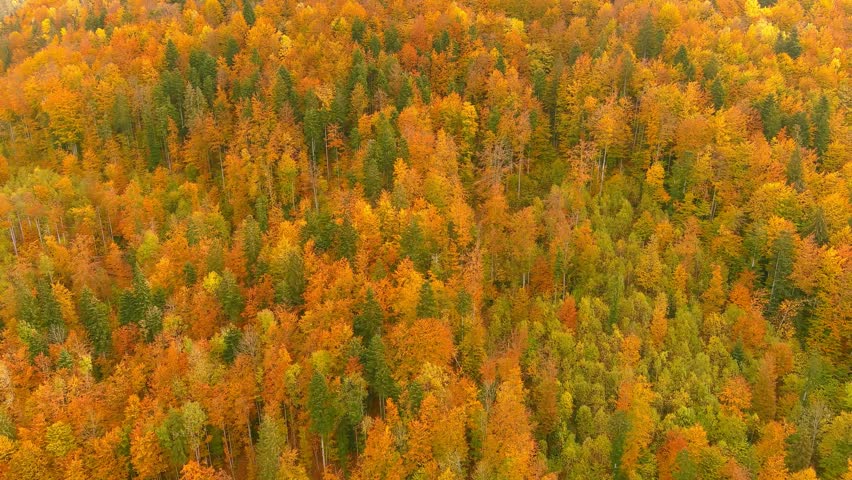 Aerial view of a dense forest showcasing vibrant autumn foliage with orange, yellow, and green treetops during a clear day in Bran, Brasov, Romania.