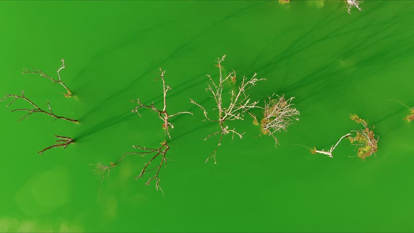 Aerial view of dead trees and branches submerged in the vibrant green toxic water of a tailings pond in Geamana, Alba County, Romania.