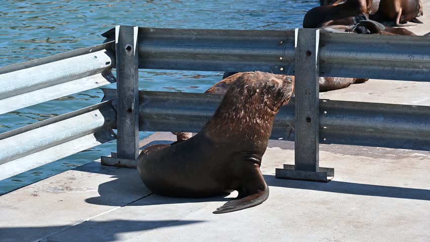 Sea lion on the Atlantic Ocean shore, Sea lion on the Atlantic Ocean shore, Sea lions lounging together on sunny concrete surface