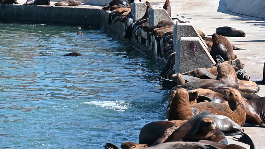 Sea lion on the Atlantic Ocean shore, Sea lion on the Atlantic Ocean shore, Sea lions lounging together on sunny concrete surface