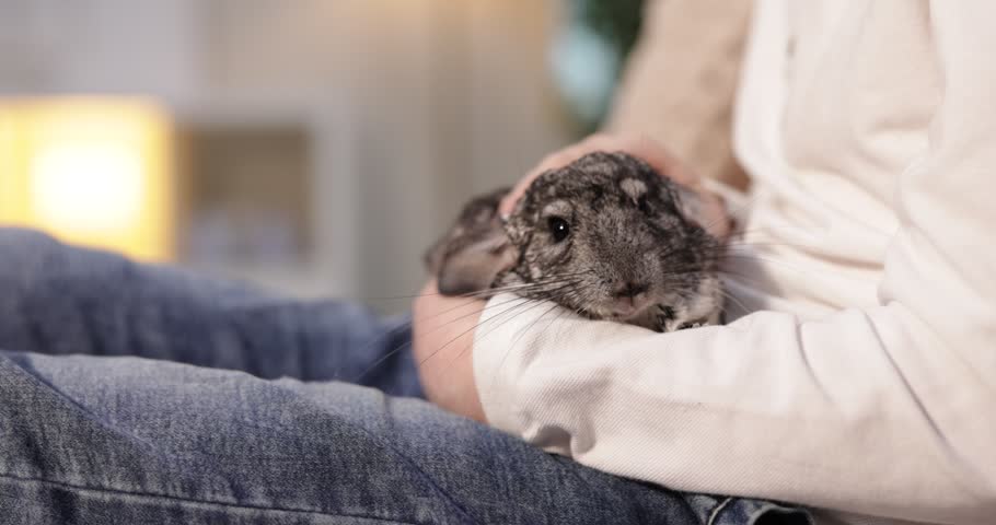 Adorable pet. Child with his cute chinchilla on sofa indoors, closeup