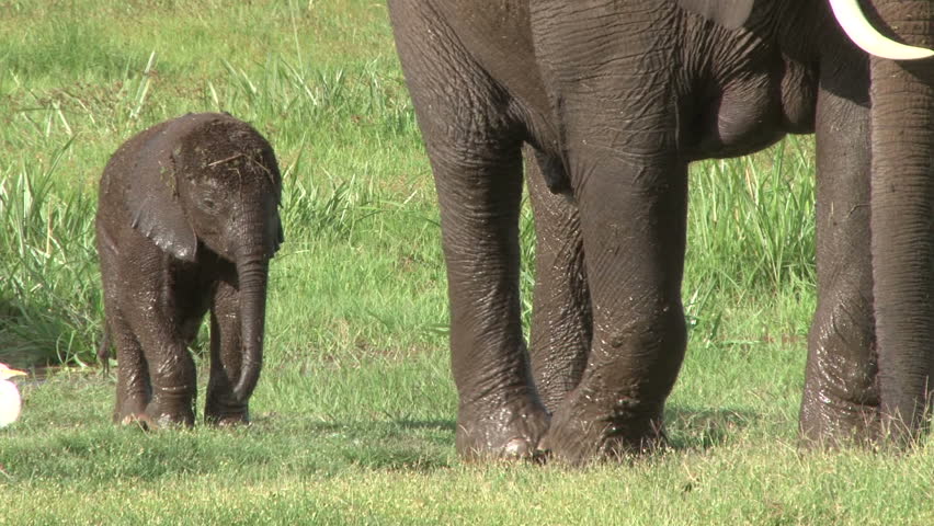 a very small elephant baby following the mother from a swamp