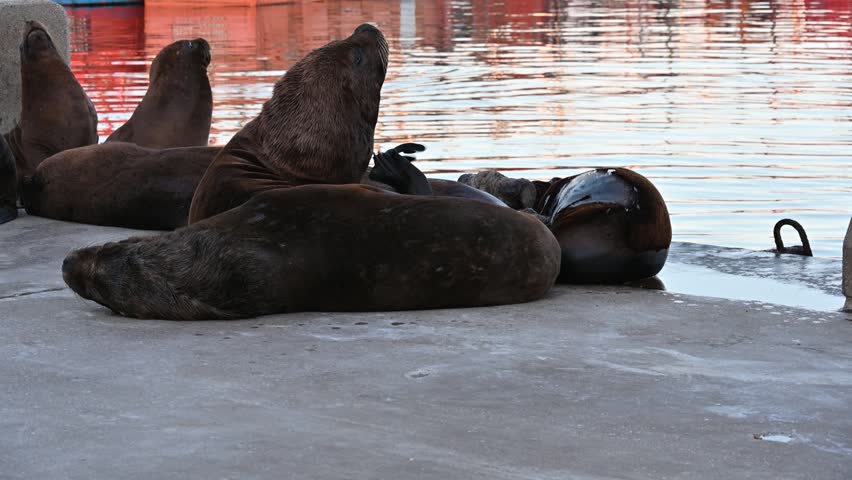 Sea lion on the Atlantic Ocean shore, Sea lion on the Atlantic Ocean shore, Sea lions lounging together on sunny concrete surface