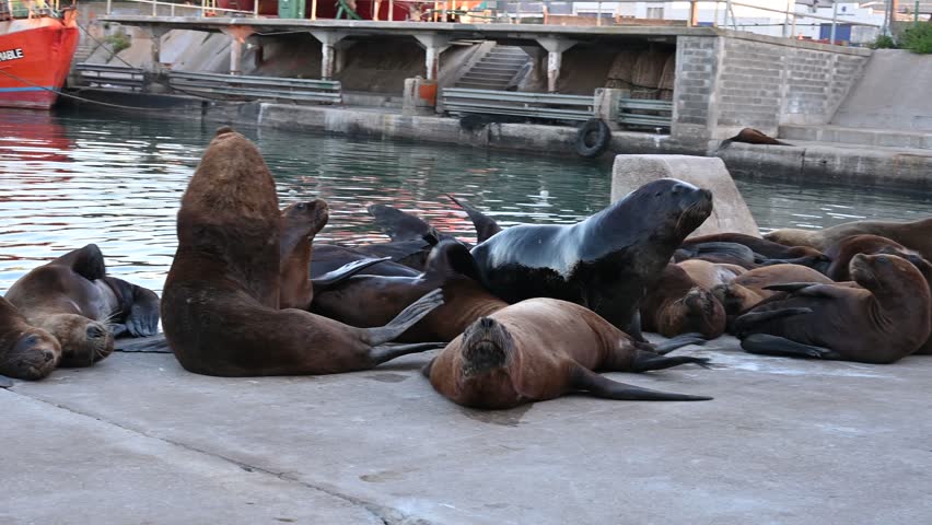 Sea lion on the Atlantic Ocean shore, Sea lion on the Atlantic Ocean shore, Sea lions lounging together on sunny concrete surface