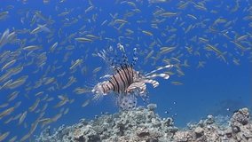 A lion fish joining in the action of an underwater hunt. Captured on a 3CCD DVCAM Camera 16:9 anamorphic