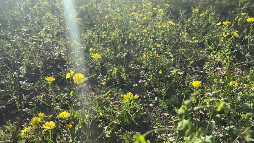Backlit extreme close-up shot of yellow wildflowers swaying in the breeze at sunset, with soft lens flare and shallow depth of field. 