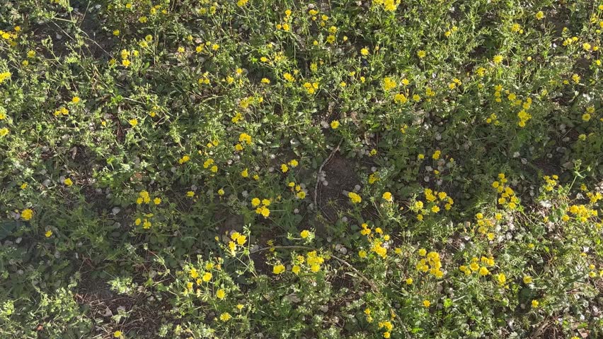 Tilt-up shot of yellow wildflowers backlit by the sunset, swaying gently in the breeze. 