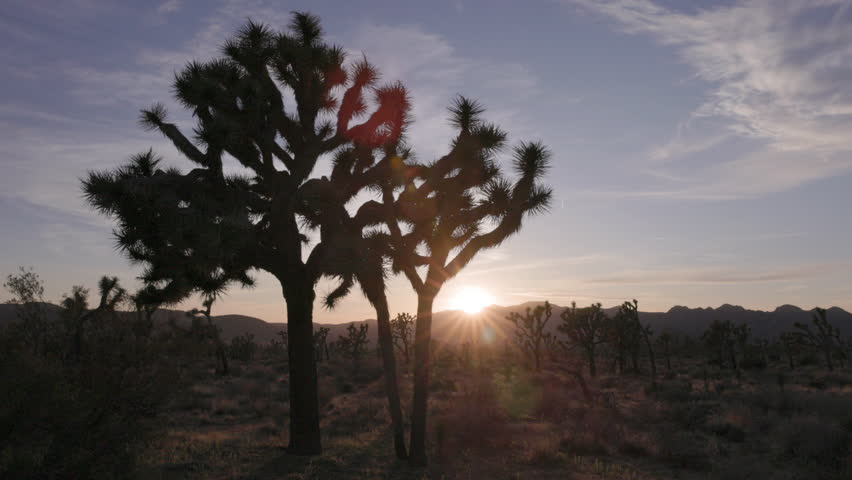 the sun about to set with a silhouetted joshua tree in the foreground at joshua tree national park in california, usa