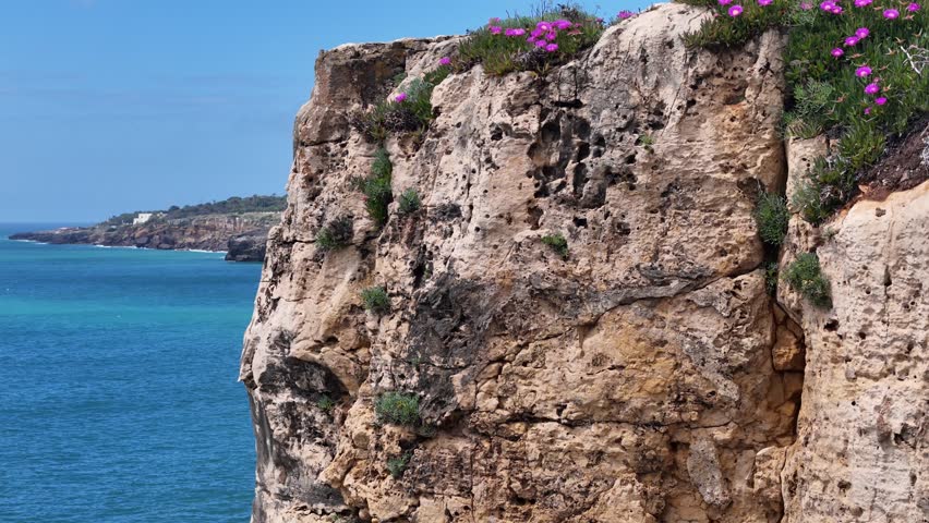 Aerial view of the rugged Guia cliffs with pink flowers overlooking the turquoise Atlantic Ocean in Cascais, Lisbon, Portugal.
