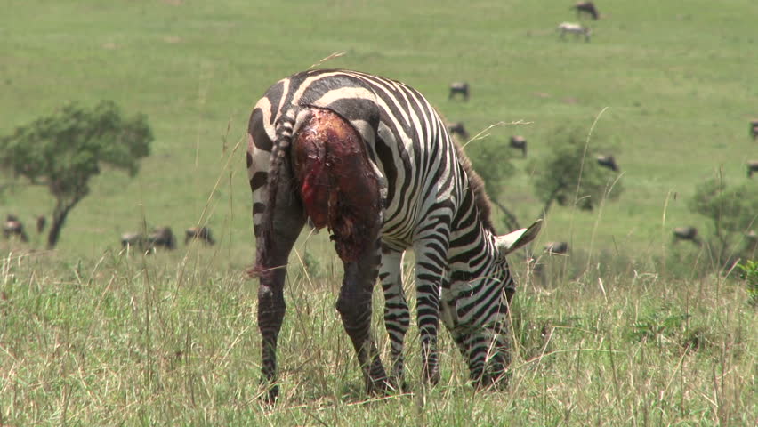 A very wounded zebra grazing 