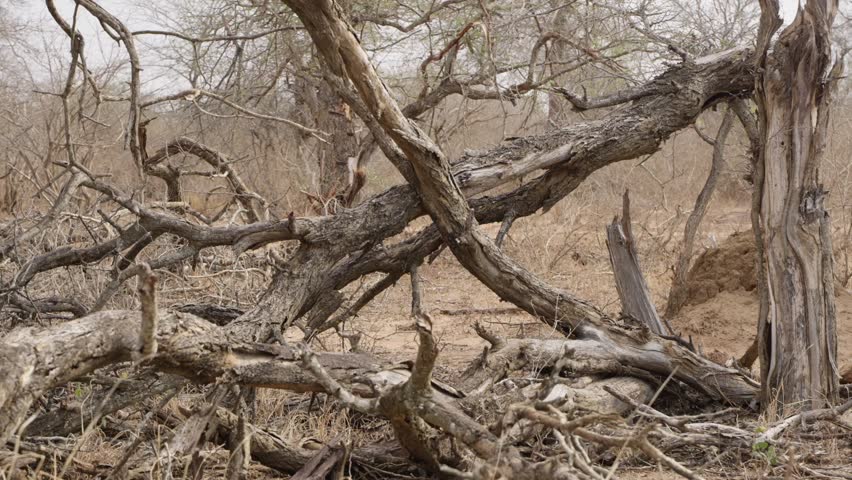 Termite mound revealed in Kruger National Park as camera pans right past dead trees in dry savanna woodland, slow motion establishing shot for wildlife habitat context.