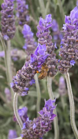 Vertical View Of A Bee Pollinating Purple Lavender Flowers. Close-up Shot