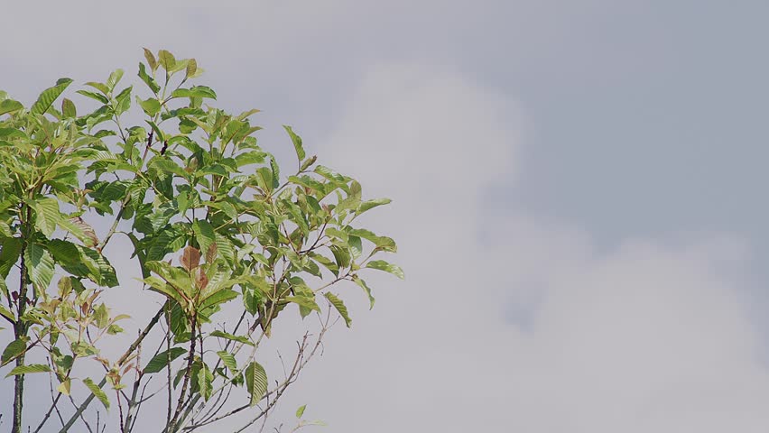 Green Leaves Framing Soft Blue Sky (Minimal Telephoto Background) 