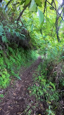 Man Hiking on a Forest Trail