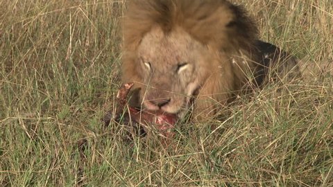 an old black maned lion tries to eat the skin of a wildebeest