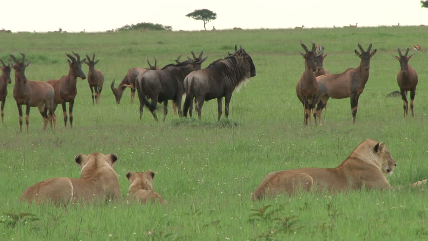 antelopes looking at sleeping lions oblivious of the danger they are in