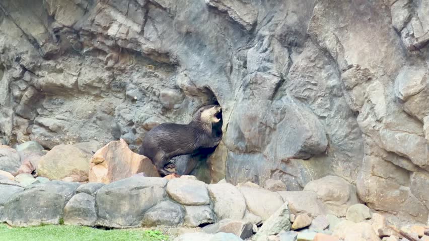 Otter peeking from rock cave, daylight wildlife scene.