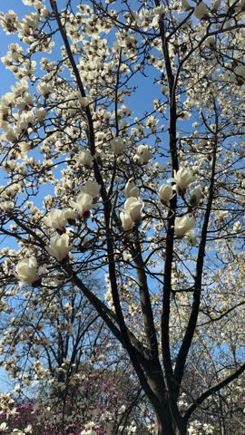 White magnolia tree in spring full bloom, vertical video.