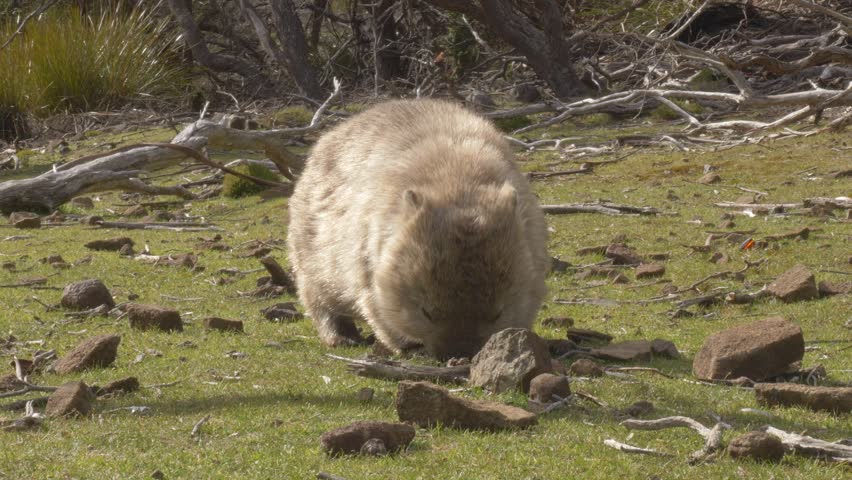 Close-up Of Thick-furred Wombat Foraging On Rocky Clearing In Tasmania, Australia.