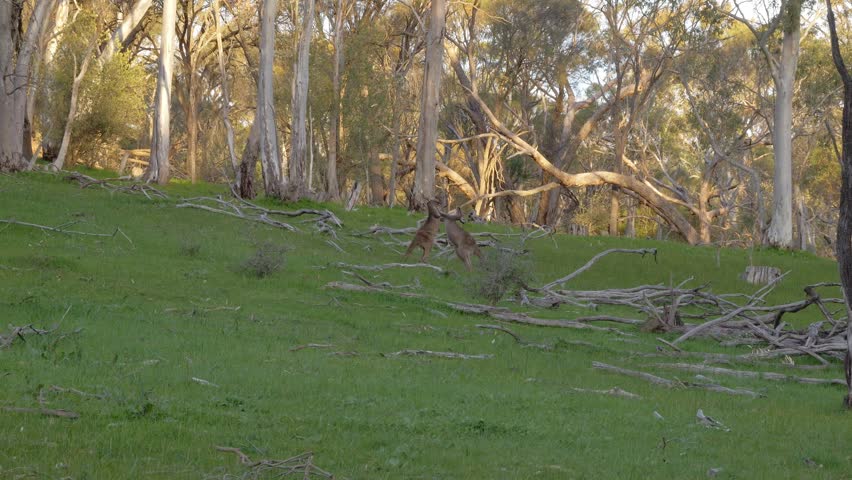 Two Male Kangaroos Engaging In A Behavior Called Boxing In Barossa Valley, Australia. Wide Shot