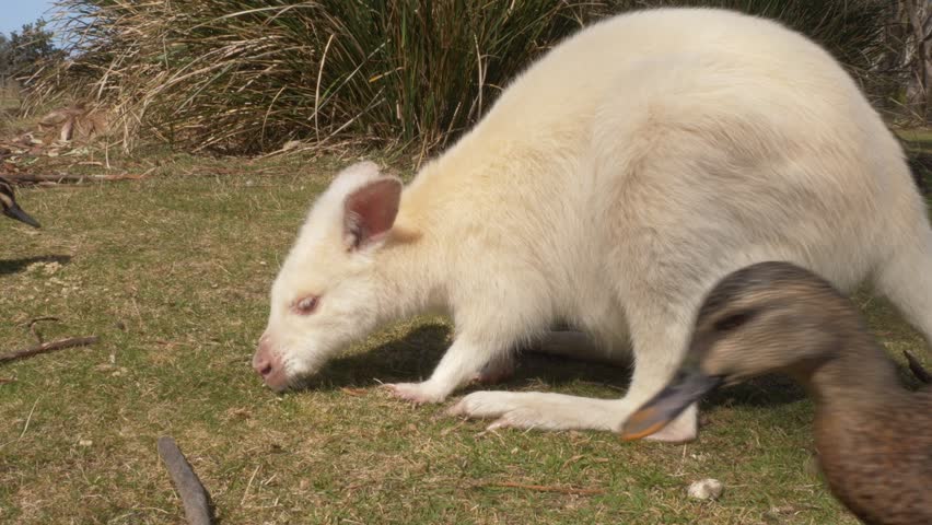 Side View Of Albino Wallaby Feeding On Grass With Various Birds Nearby. close-up shot