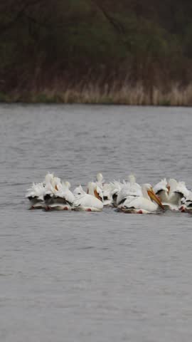 Handheld vertical video of a large group of white pelican birds swimming on water on a gloomy windy day.