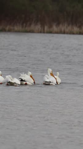 Handheld vertical video of a large group of white pelican birds swimming on water on a gloomy windy day.