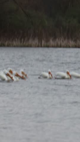 Handheld vertical video of a large group of white pelican birds swimming on water on a gloomy windy day.