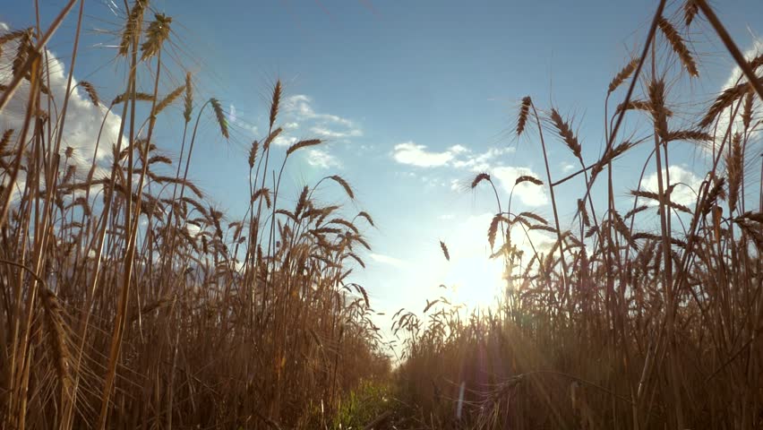 Golden wheat field under the blue sky, Sunset over a wheat field, Summer harvest landscape, Rural farmland scenery, Wheat crops swaying in the wind, Beautiful agricultural countryside, Sun rays
