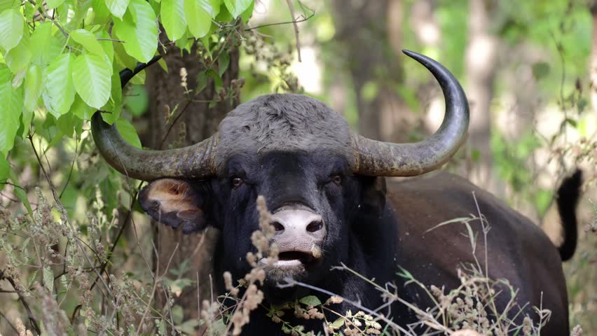  a guar bull crossing the road