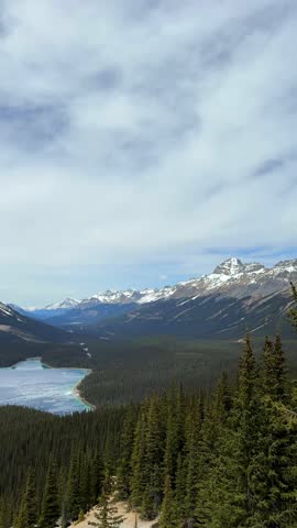 Peyto Lake with cracked ice and turquoise waters at the base of snow capped mountains and pine forests in Banff national park