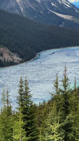 Peyto Lake with cracked ice and turquoise waters at the base of snow capped mountains and pine forests in Banff national park