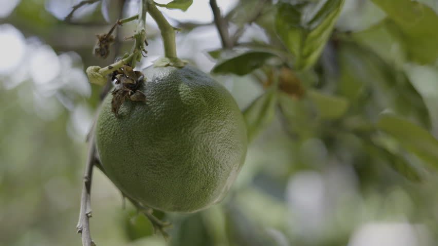 Pomelo Fruits Growing On A Tree In A Tropical Orchard, A video of pomelo fruits on a tree in a tropical, capturing fresh harvest beauty, perfect for food documentary and agricultural.